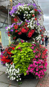 22nd Jul 2024 - Flowerfest in Town