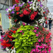 Flowerfest in Town by elainepenney