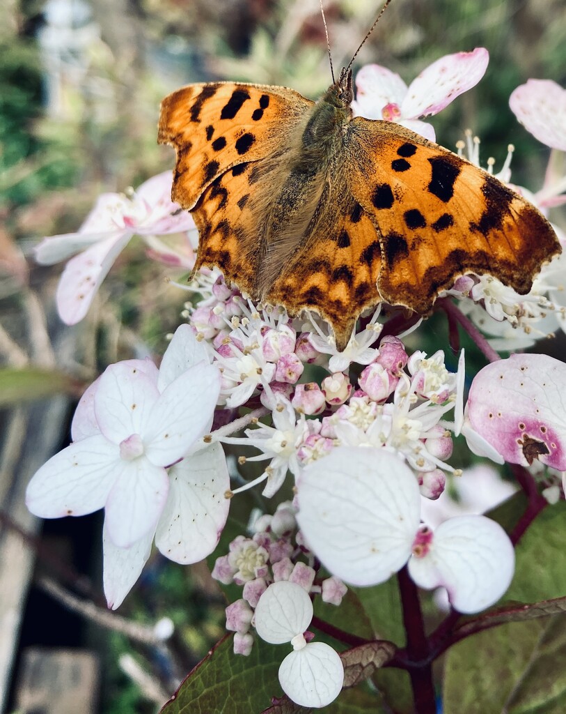 Butterfly back garden  by stanley123