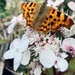 Butterfly back garden 