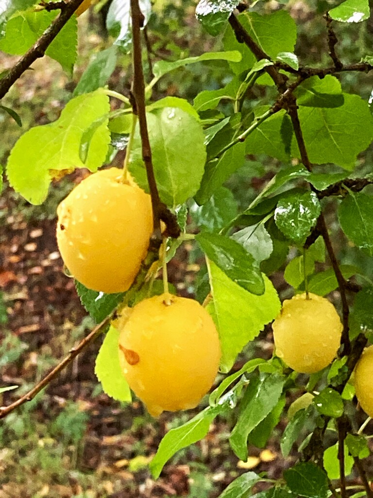 Crab apples by 365anne