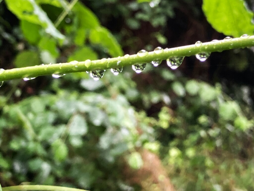 Raindrops in a line by 365anne