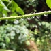 Raindrops in a line