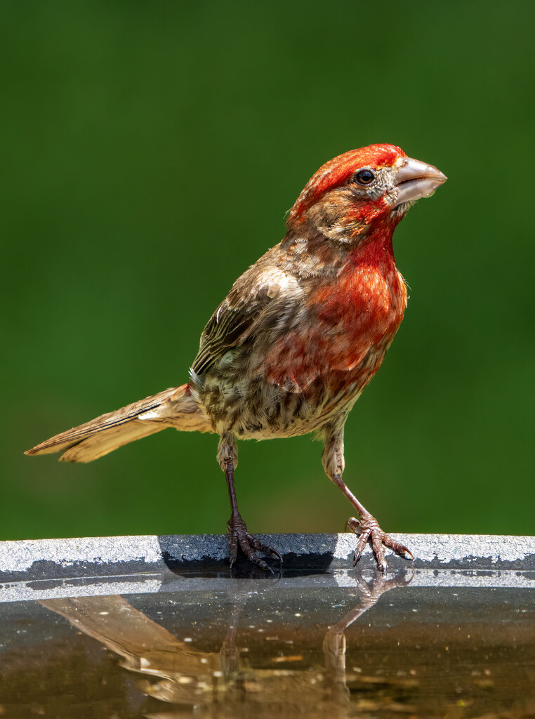 House Finch by kvphoto