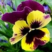 Pansy. by grace55