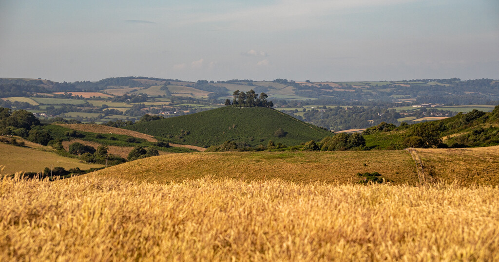 Colmers Hill by tonus