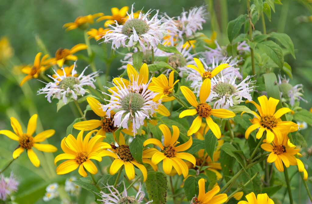 Flowers at a park by mittens