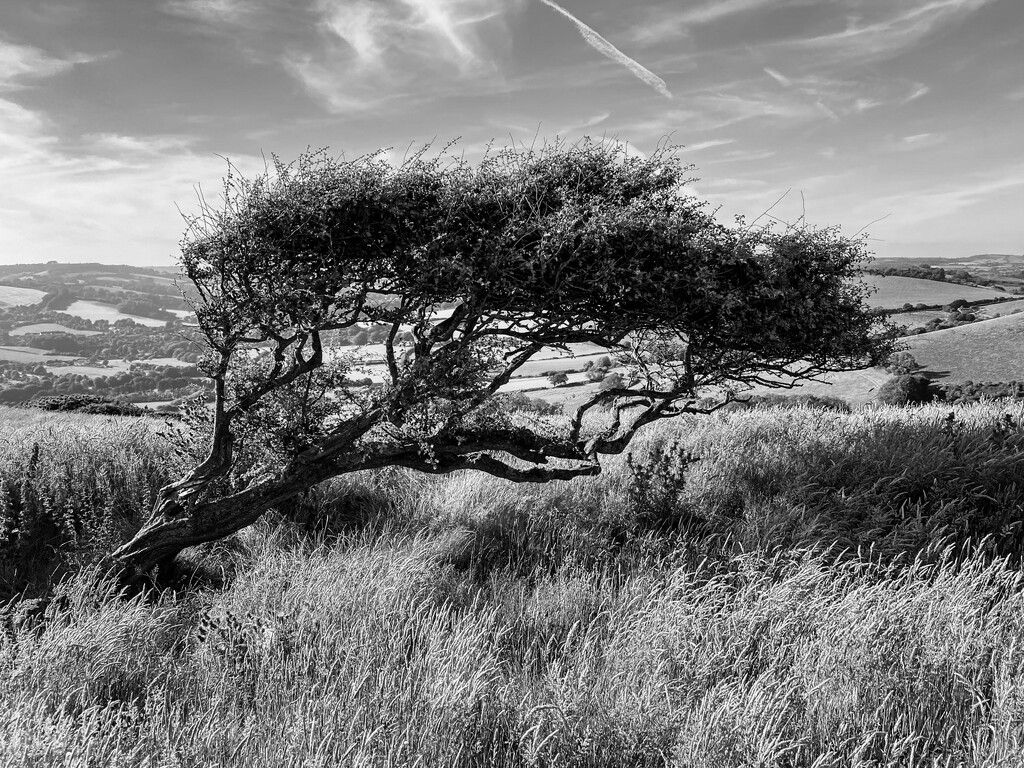 Windswept by tonus