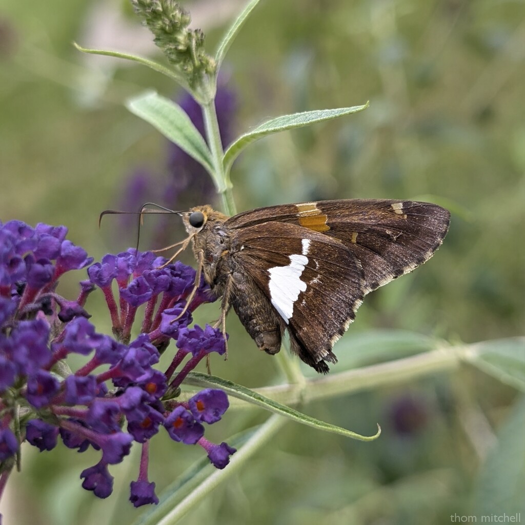 Silver-spotted Skipper by rhoing