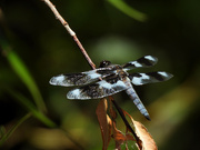 23rd Jul 2024 - Dragonfly 