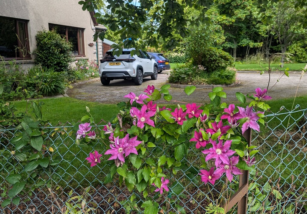 Shared Clematis Blooms by sarah19