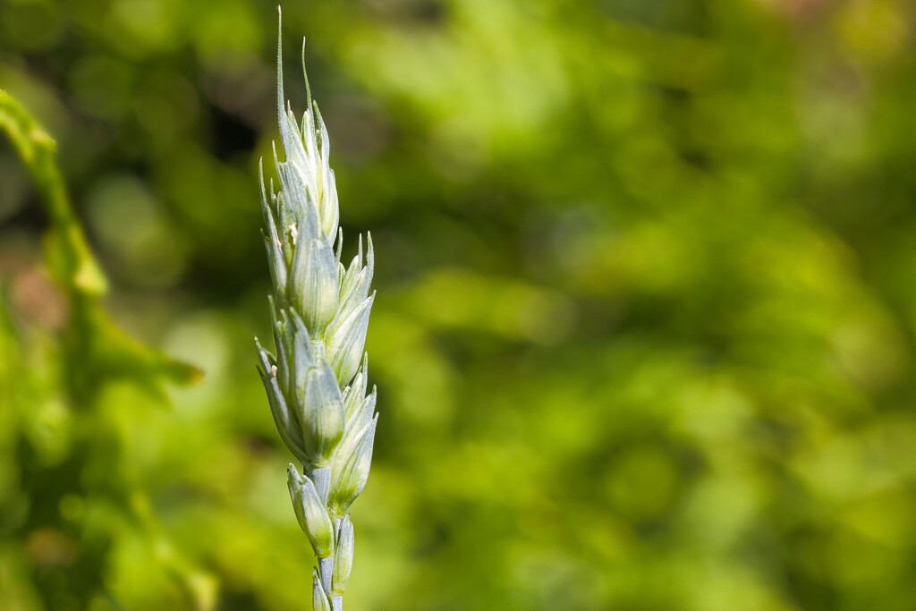 Wheat by okvalle