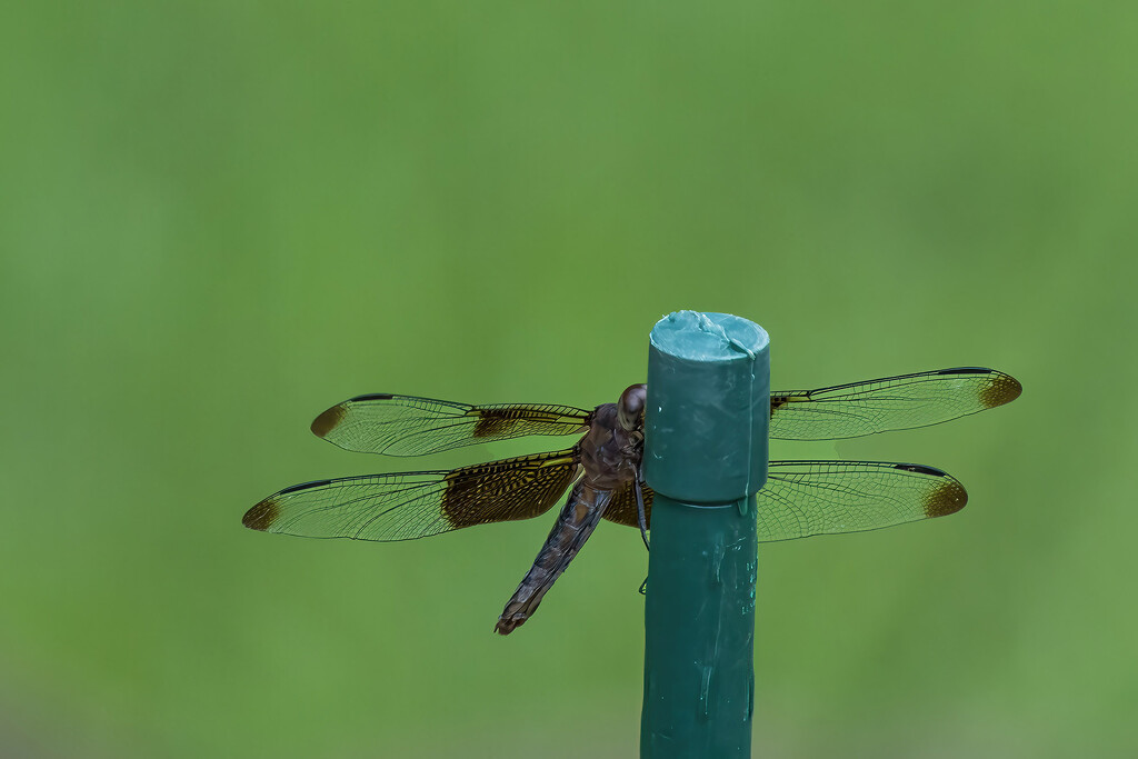 Widow Skimmer by k9photo