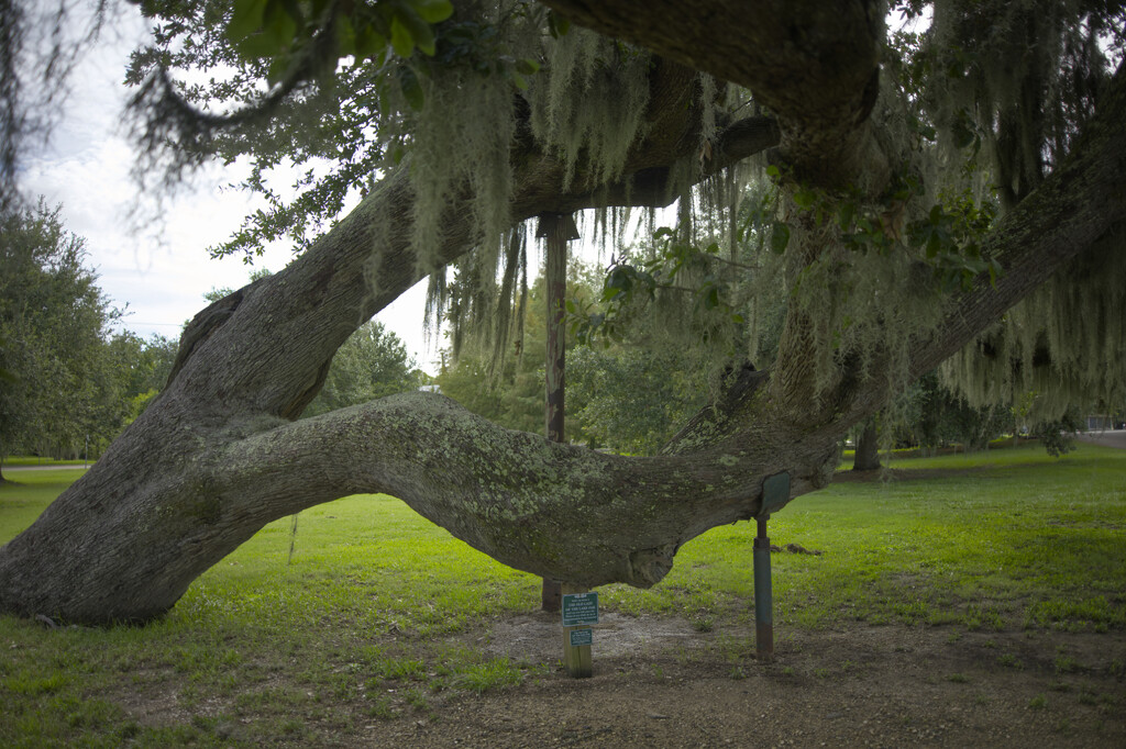 Old Lady of the Lake Oak by peachfront