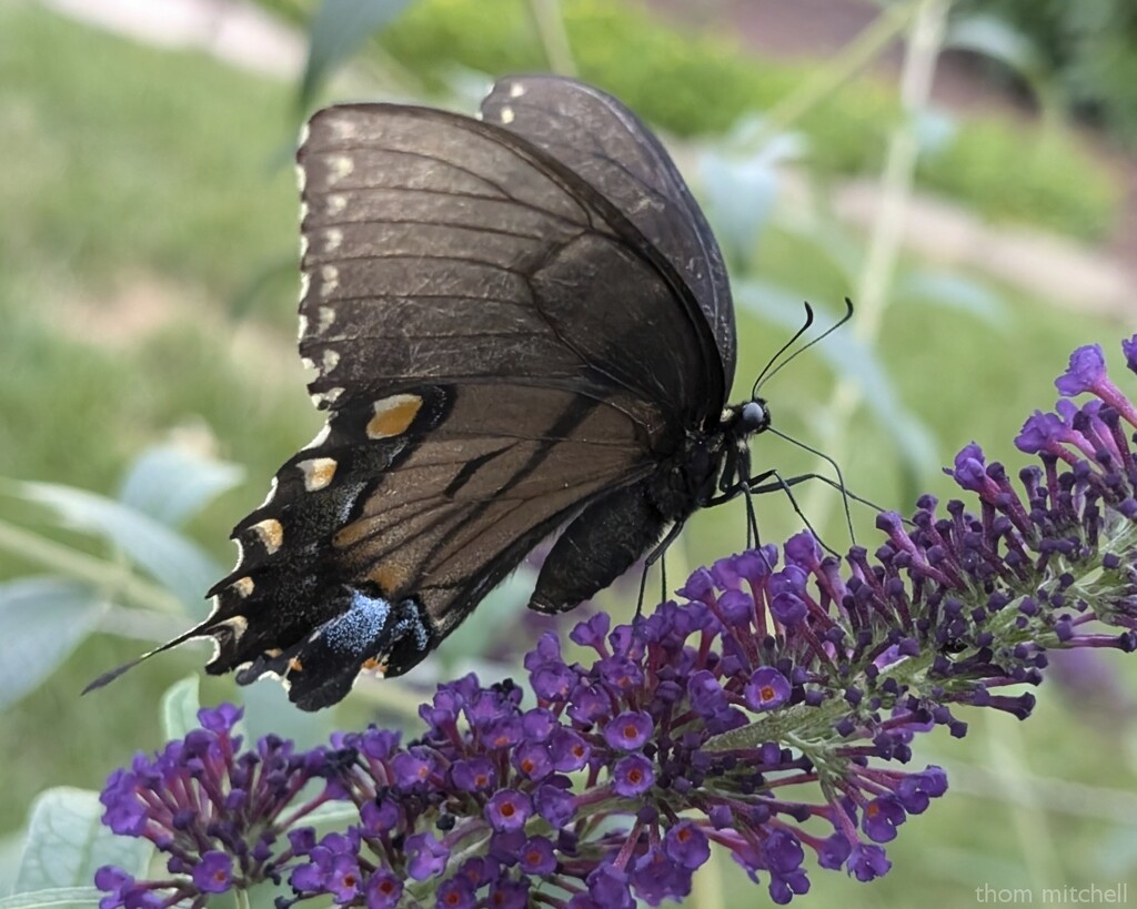 The girls are back! Ventral view by rhoing