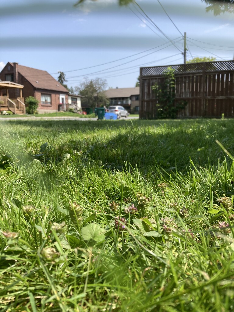 Grassy Lawn by spanishliz