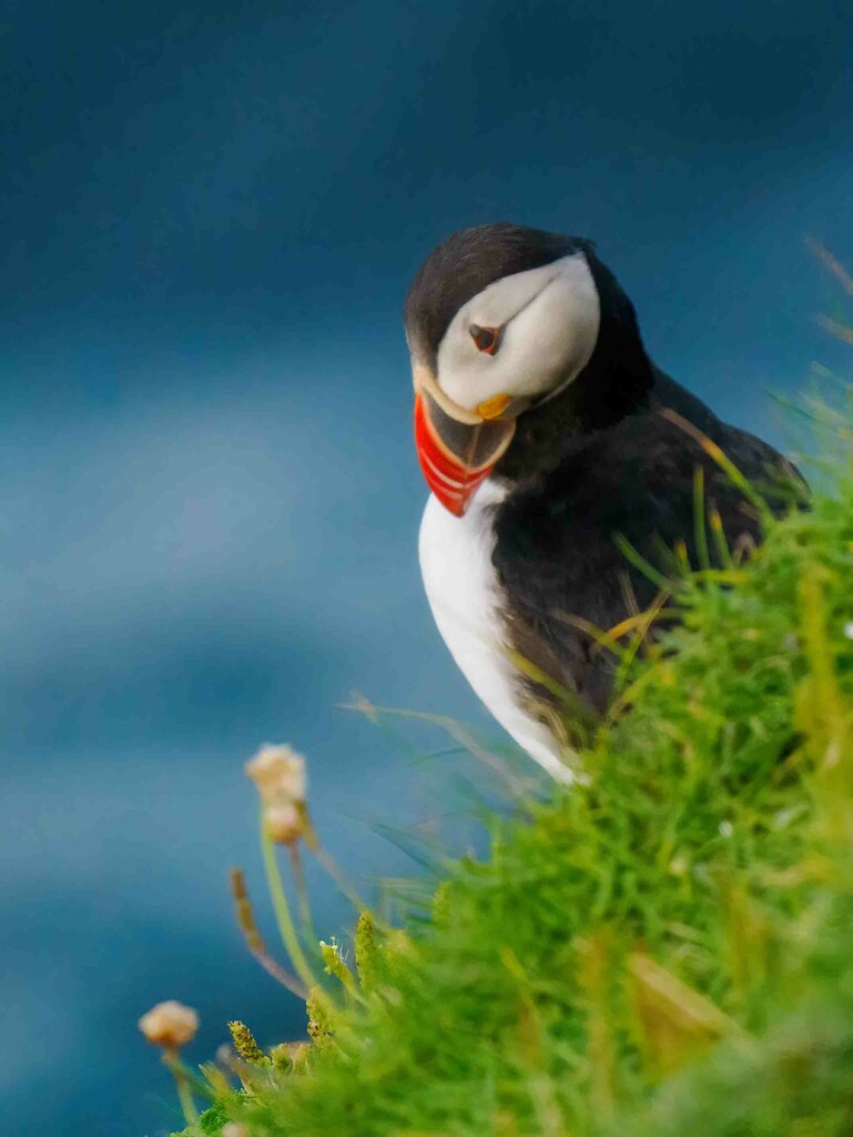 Puffin 17-07-2024-2 by padlock