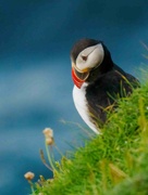 17th Jul 2024 - Puffin 17-07-2024-2