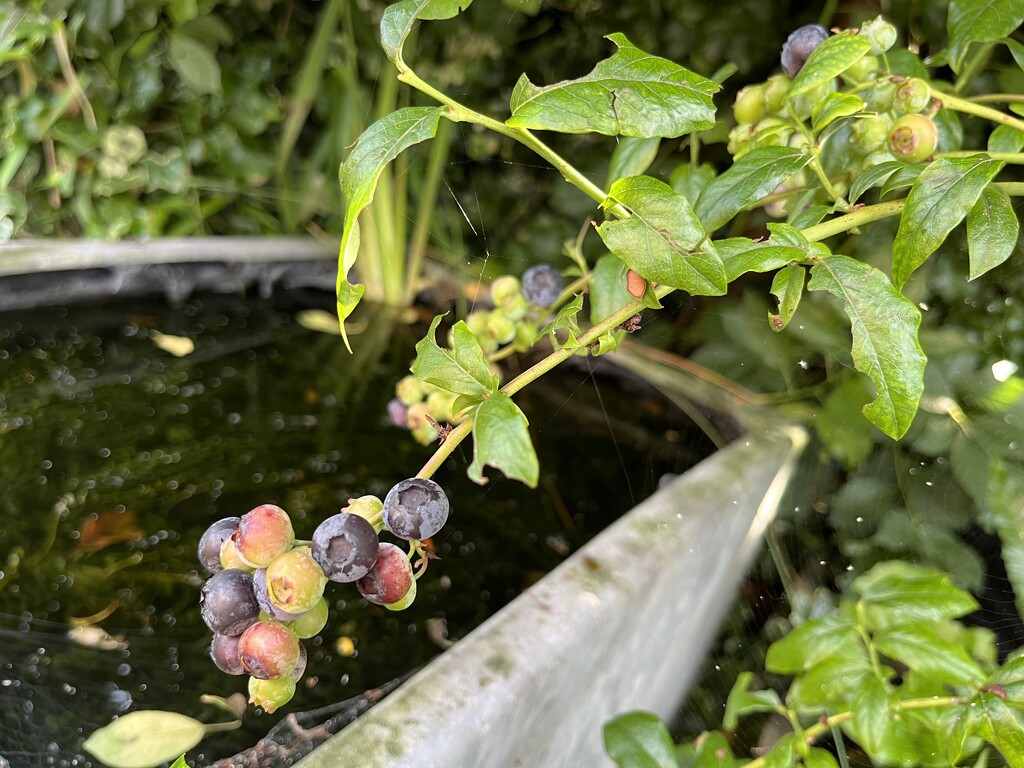 Blueberries by helenawall