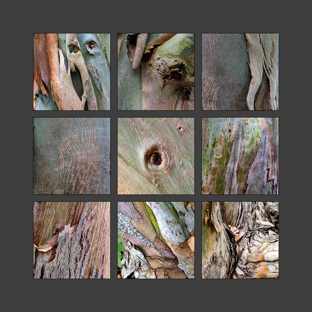 Eucalyptus Polyptych by tonus