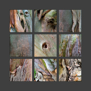 23rd Jul 2024 - Eucalyptus Polyptych