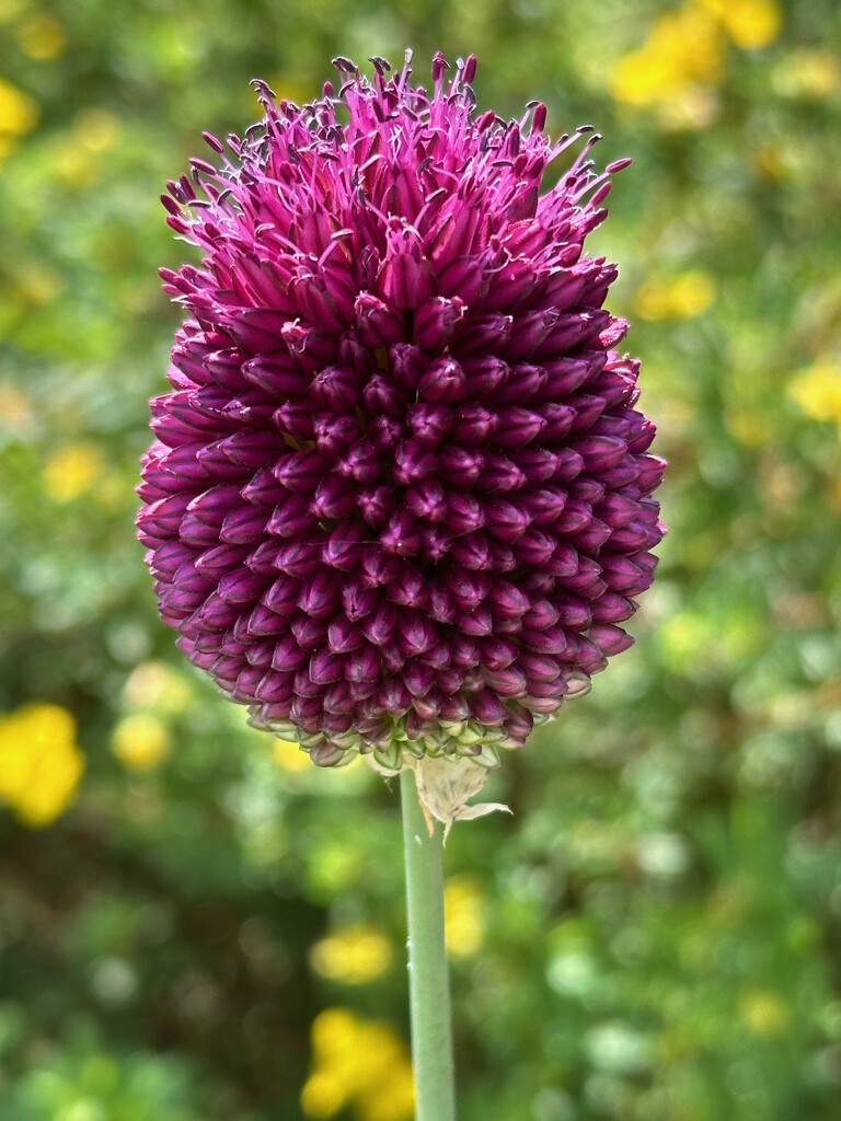 Allium Red Mohican by 365projectmaxine