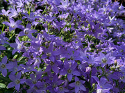 22nd Jul 2024 - Campanula