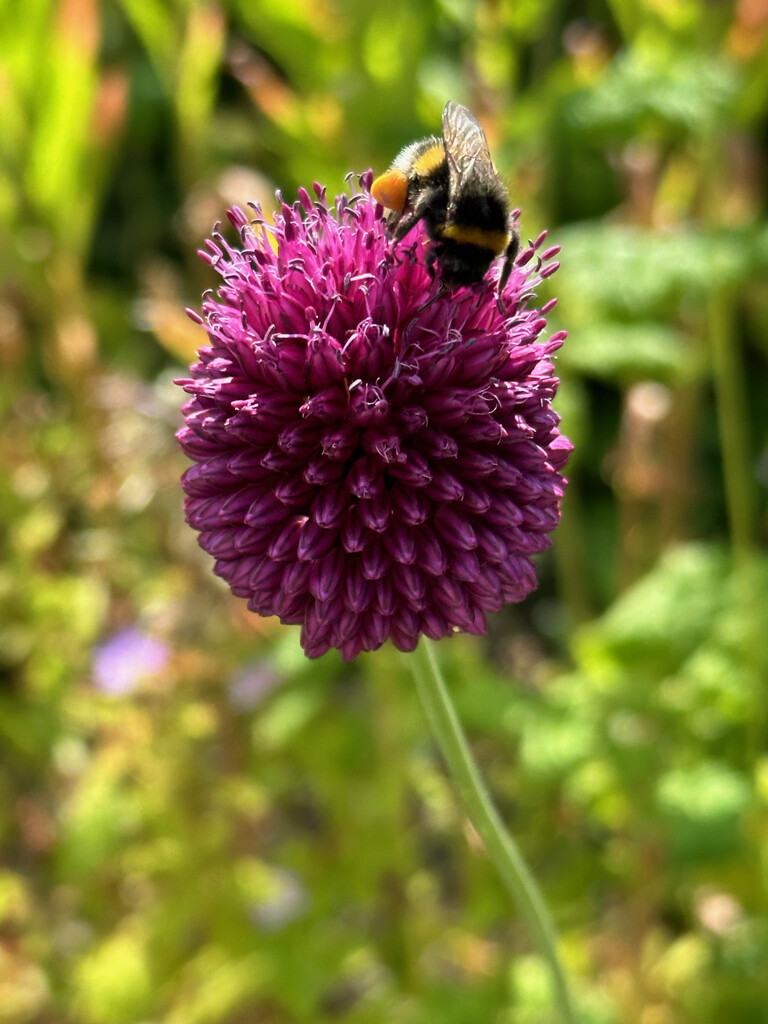 Red Mohican with Visitor by 365projectmaxine