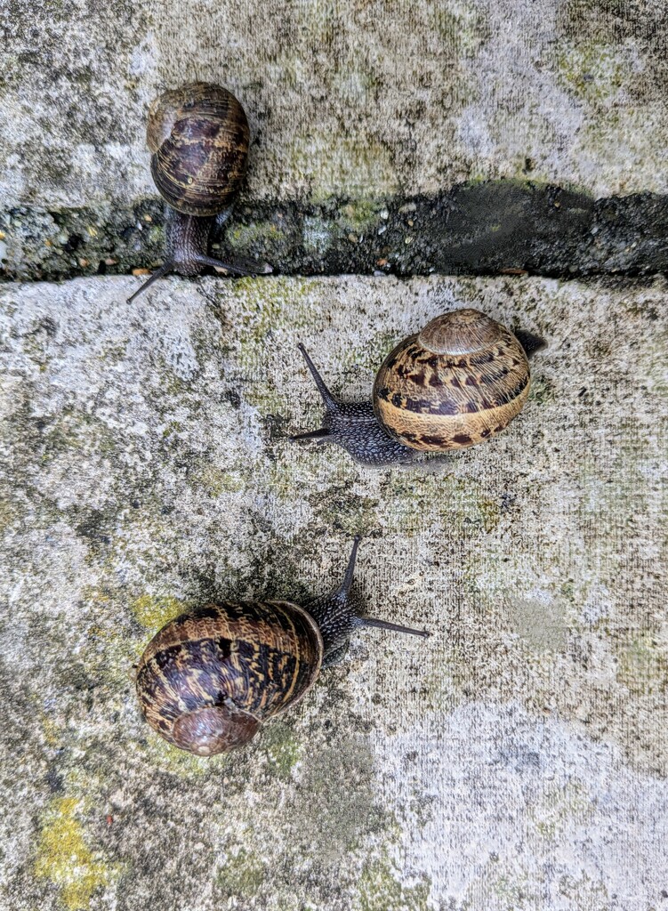 Conference of snails  by boxplayer