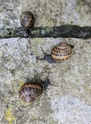 23rd Jul 2024 - Conference of snails 