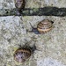 Conference of snails 