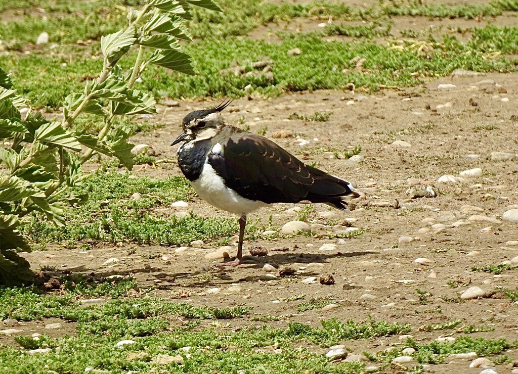 Lapwing by susiemc