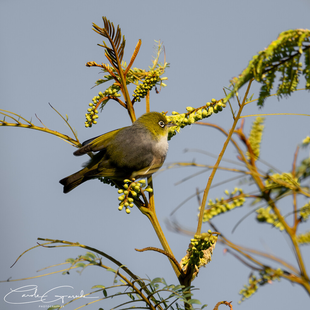 Waxeye by yorkshirekiwi