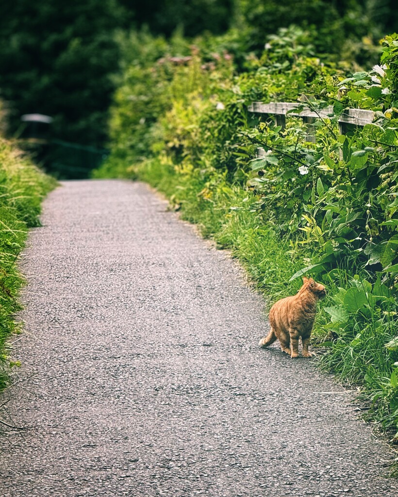 The wanderer by anncooke76