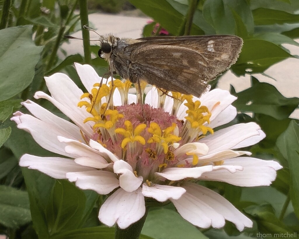 Skipper on Zinnia by rhoing