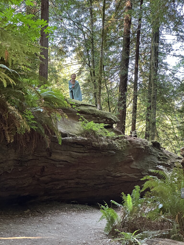 Daisy on fallen redwood  by pandorasecho