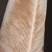 Day 205/366. Feather details. 