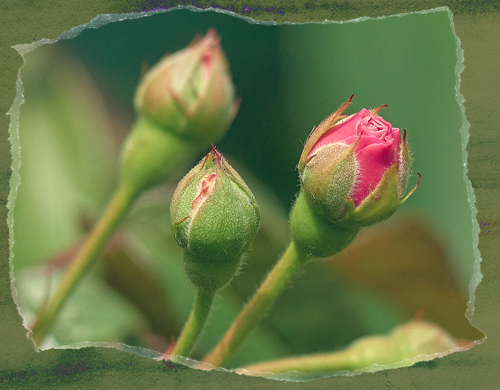 Tiny Rose Buds by gardencat