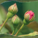Tiny Rose Buds