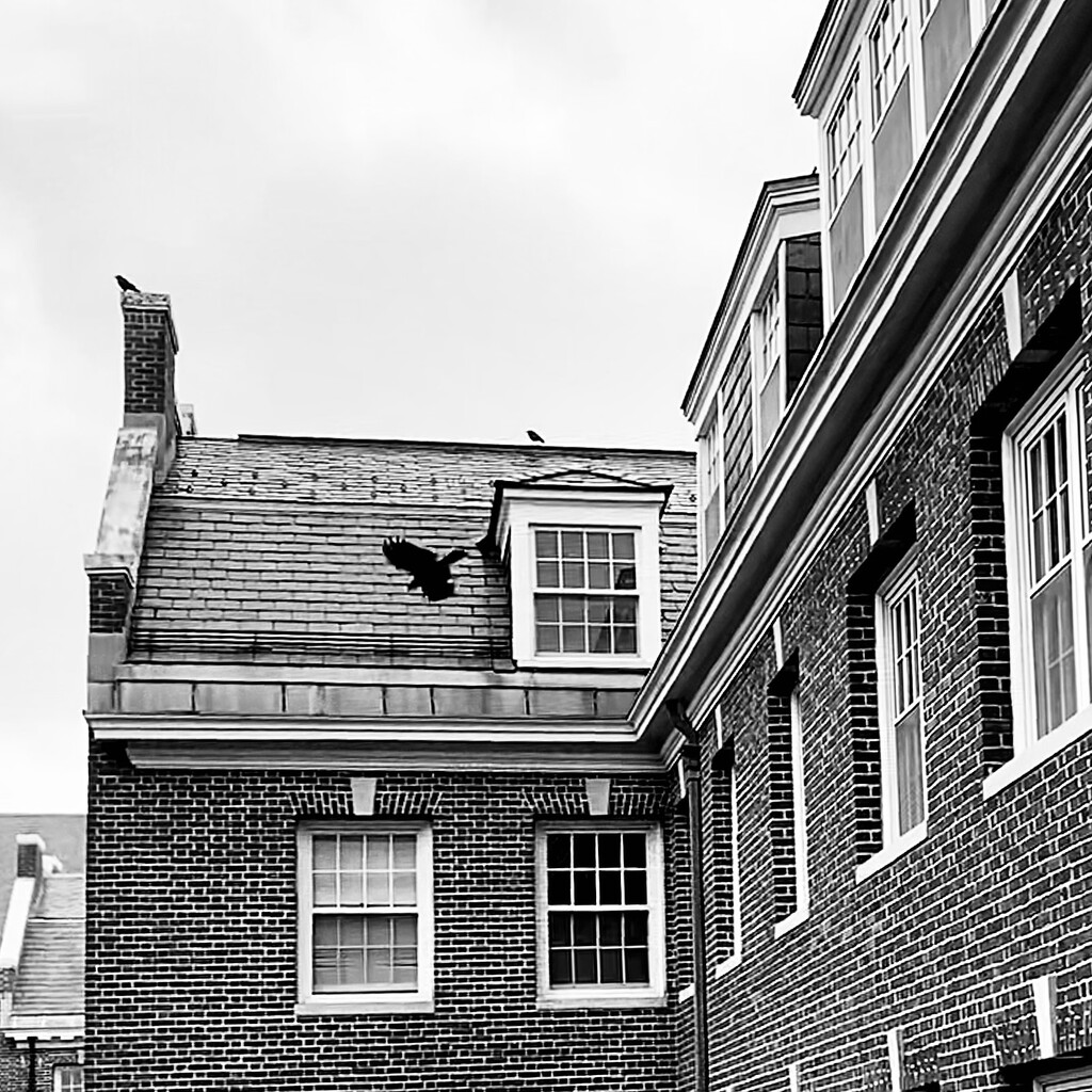 Black Bird And Dormer by rickaubin