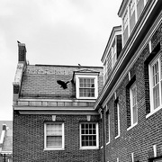 23rd Jul 2024 - Black Bird And Dormer