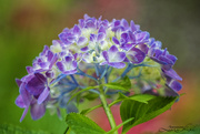 18th Jul 2024 - Hydrangea