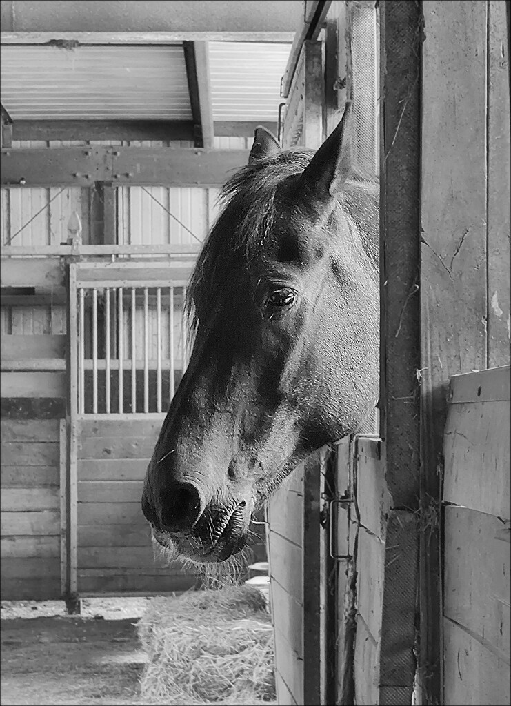 Peek-a-boo Horse by olivetreeann