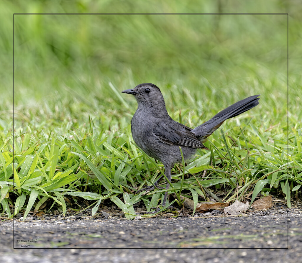 Gray Catbird! by bluemoon