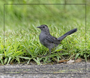 23rd Jul 2024 - Gray Catbird!