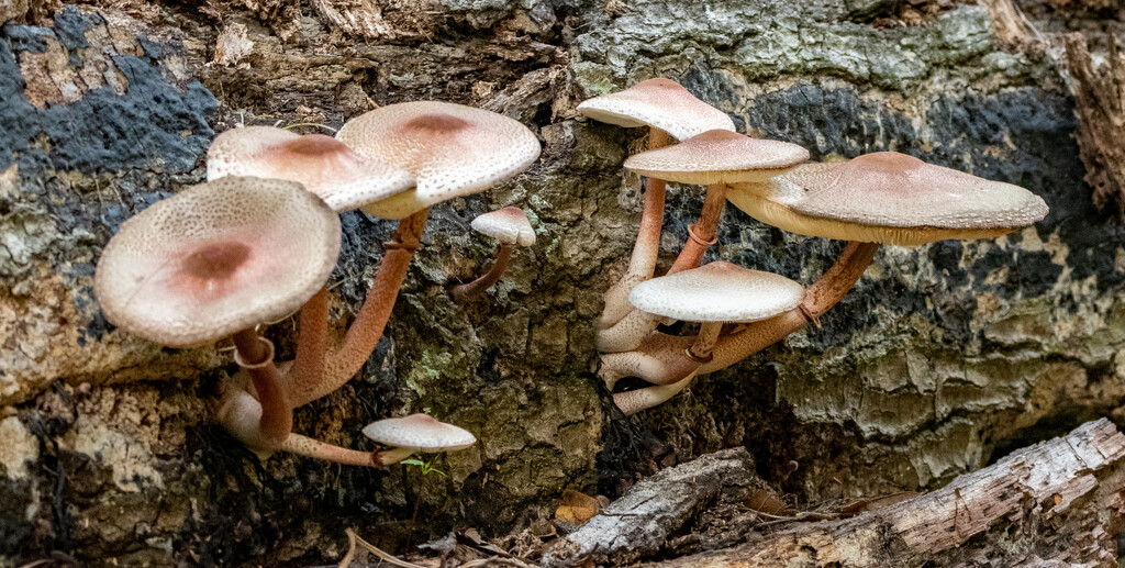 Found a New Crop of Mushrooms Today! by rickster549