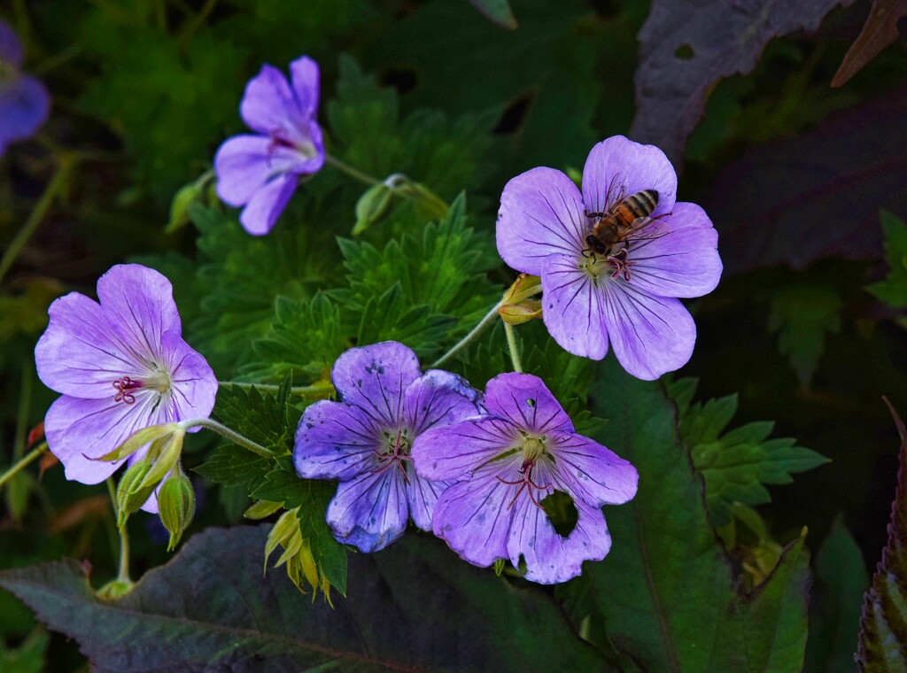 7 18 Cranesbill Geranium with Bee by sandlily