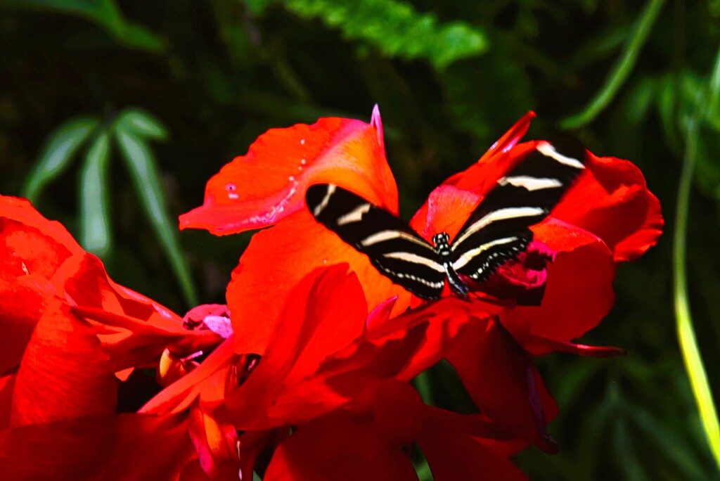 7 18 Tiger Longwing on red flower by sandlily