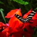 7 18 Tiger Longwing on red flower