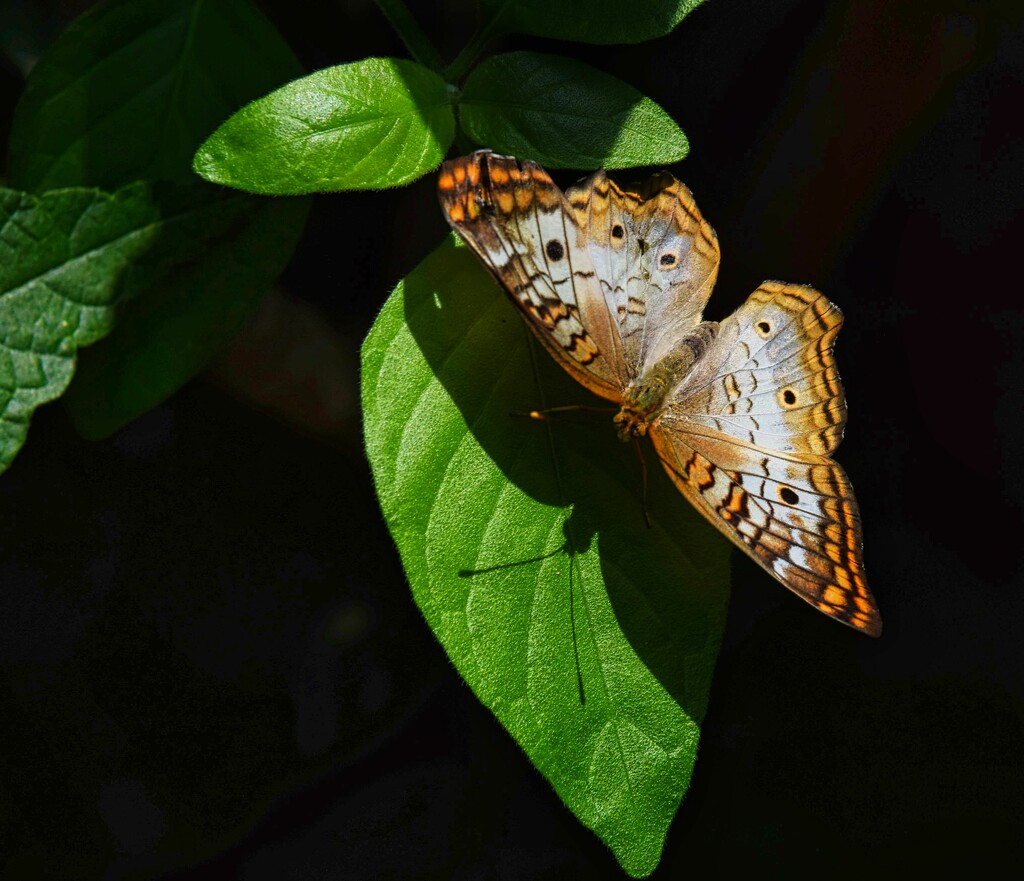 7 18 White Peacock butterfly by sandlily